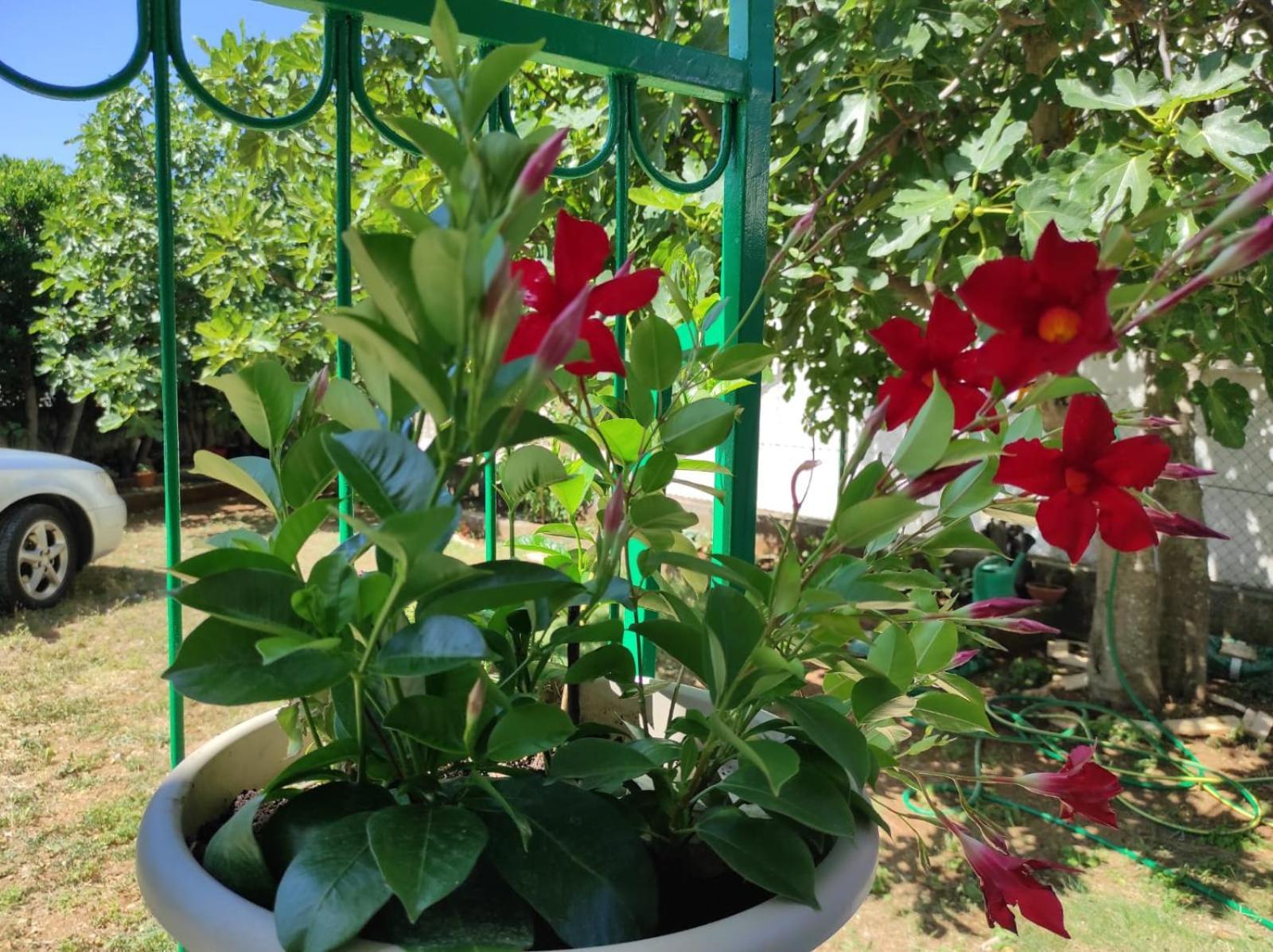 Apartment With Terrace And Garden ピロヴァッツ エクステリア 写真